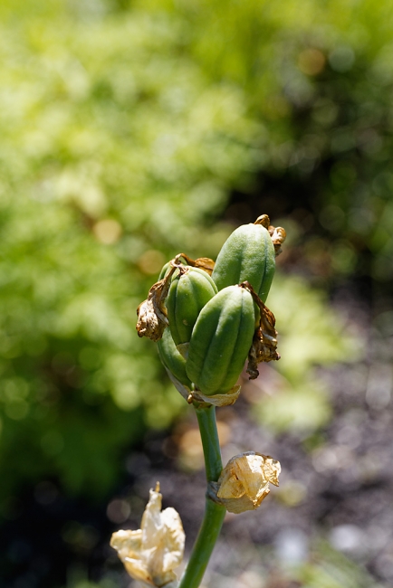 Jardin Botanique de la Bastide-015